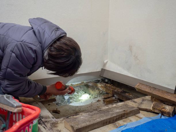 Best Asbestos and Lead Testing During Mold Inspection  in Marlboro Meadows, MD