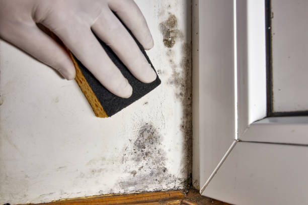 Best Post-Construction Mold Inspection  in Marlboro Meadows, MD